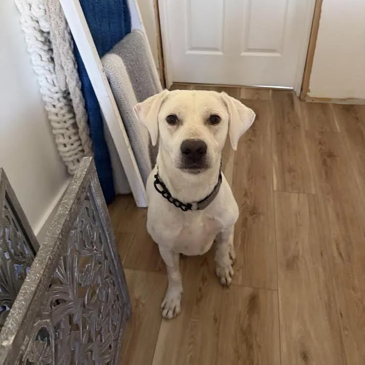 Arlo thumbnail 4