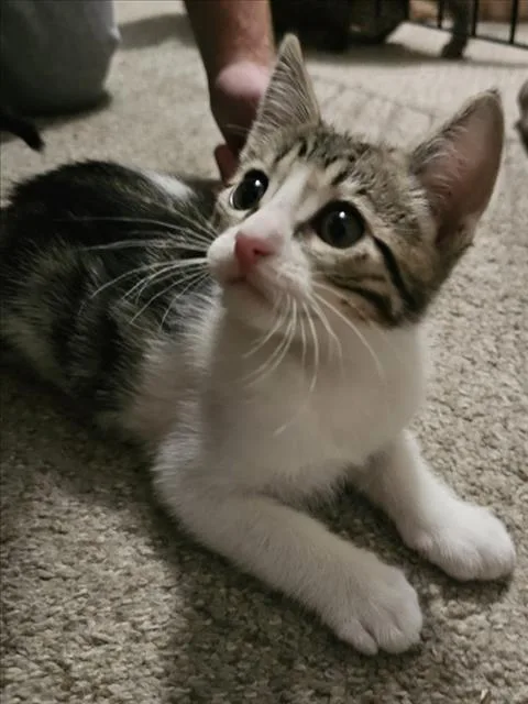 A baby small-sized male Brown / Chocolate Domestic Short Hair cat named Blanco for adoption in Woodland, CA