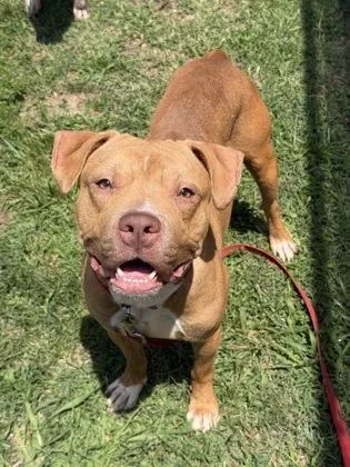An adult medium-sized male Mixed Breed dog named Wormy for adoption in West Chester, PA