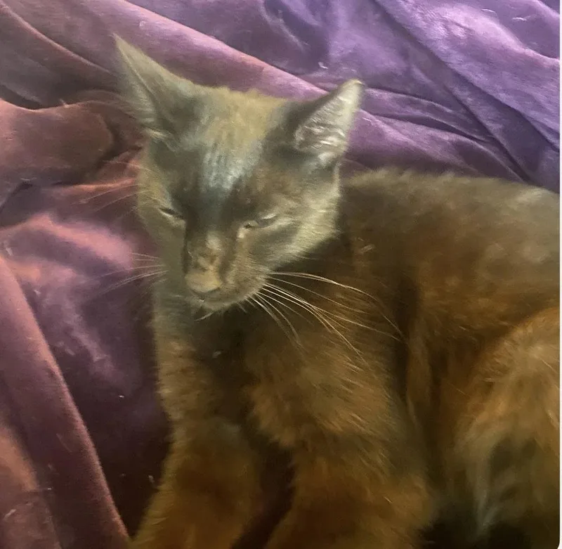 A young medium-sized male Black Domestic Short Hair cat named Onyx for adoption in Bridgeport, CT