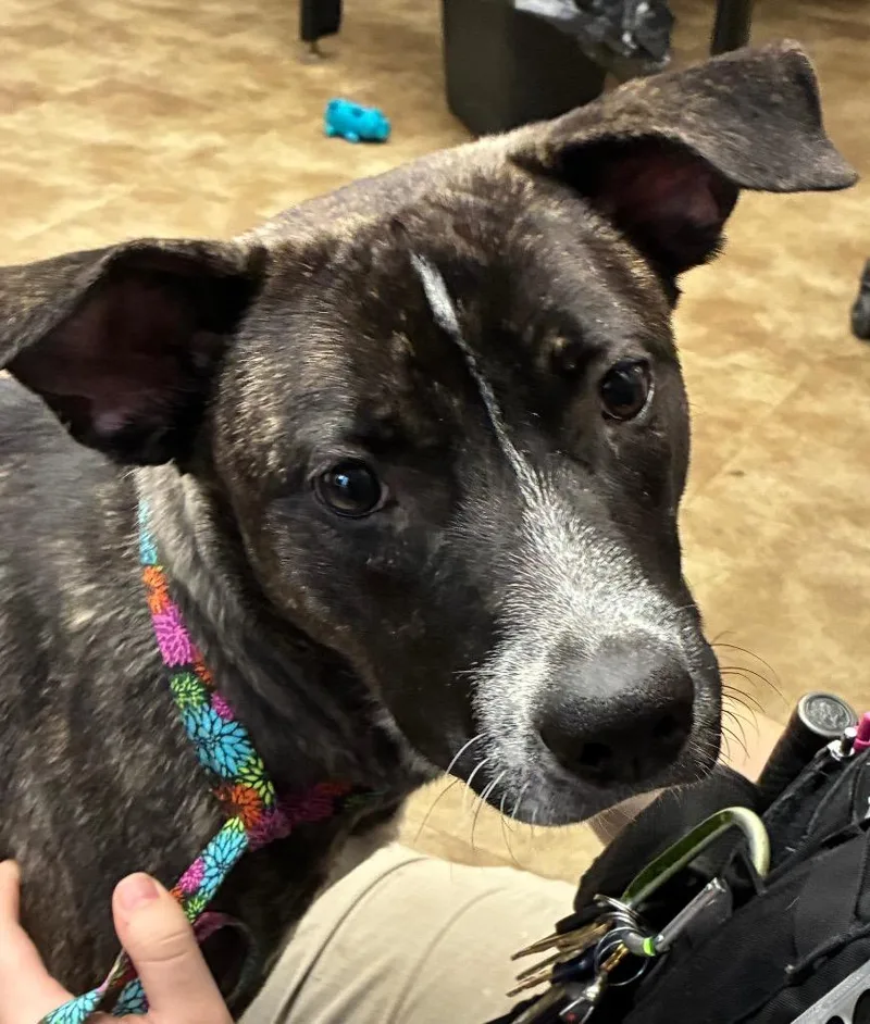 A young medium-sized male Husky dog named Bashful for adoption in Springfield, OH