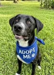 A baby medium-sized male Black Labrador Retriever dog named Neville for adoption in Willington, CT