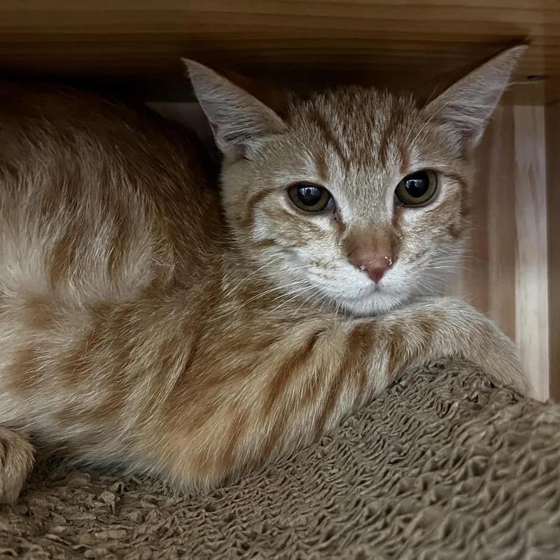 A baby small-sized female Orange / Red Domestic Short Hair cat named Bonny for adoption in Yucca Valley, CA