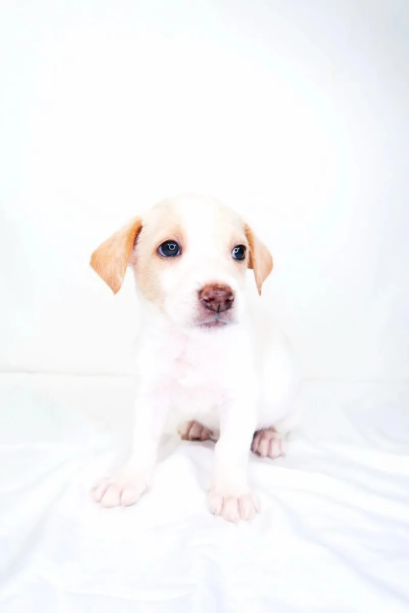 A baby small-sized male White / Cream Terrier dog named Lemon Drop for adoption in Bixby, OK