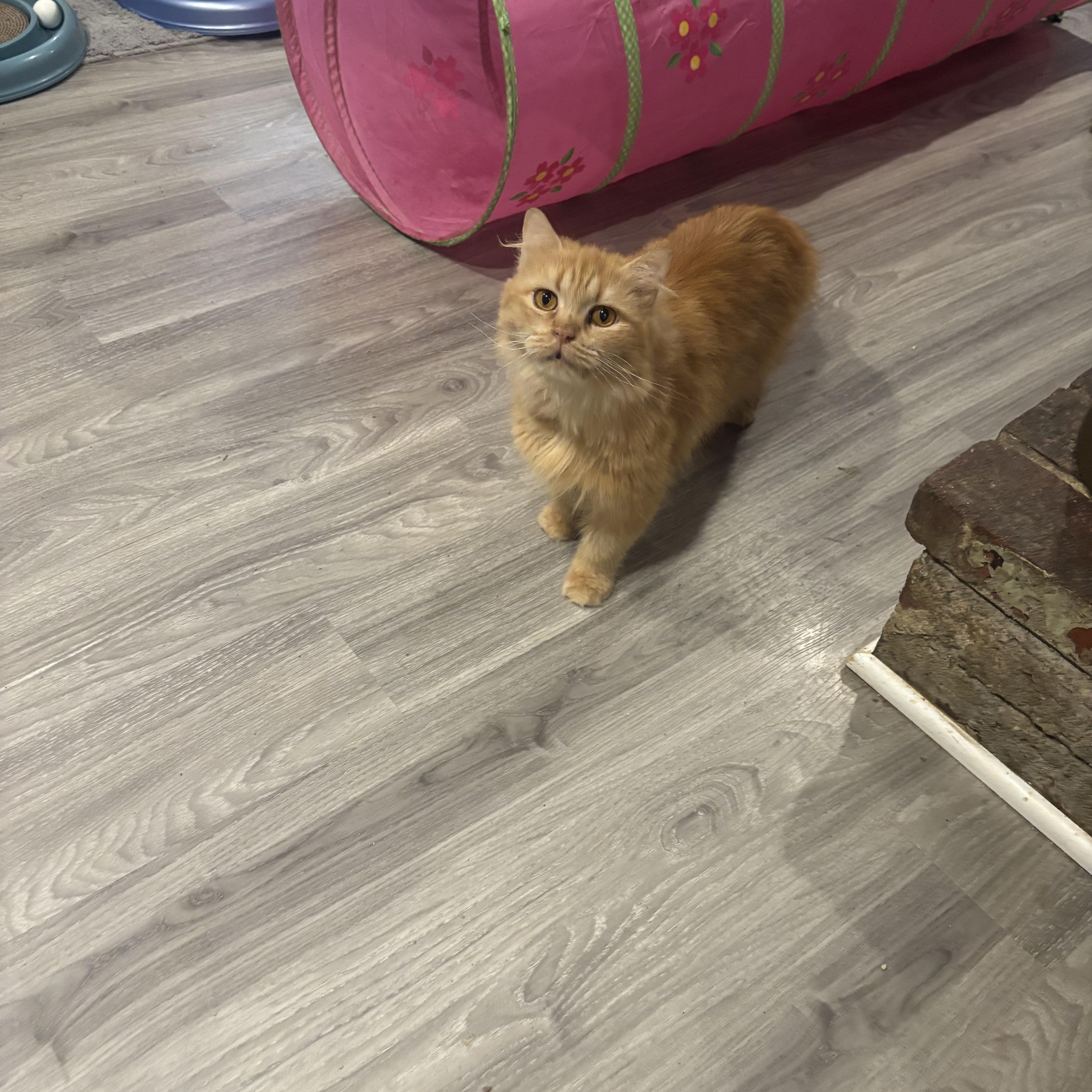A young medium-sized male Domestic Long Hair cat named Shalabo for adoption in Fairfax, VA