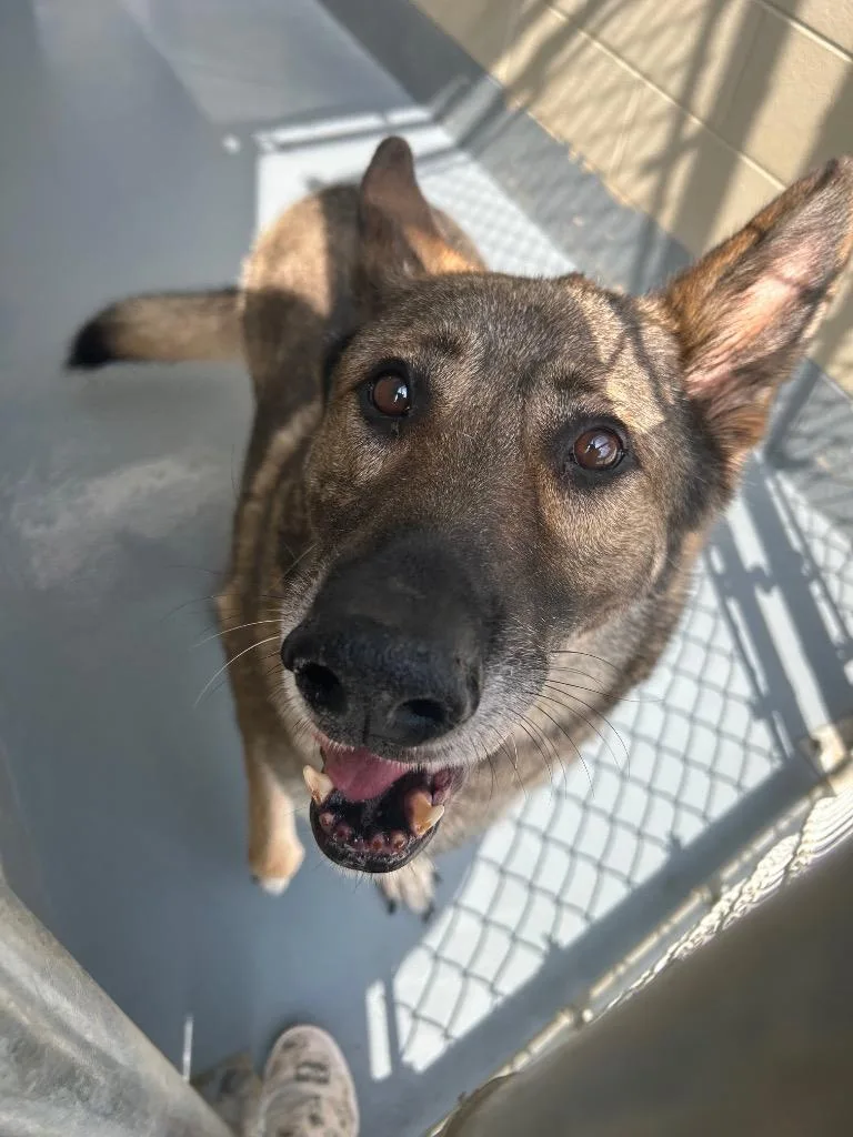 An adult large-sized male German Shepherd Dog dog named Blitz for adoption in Johnson City, TN