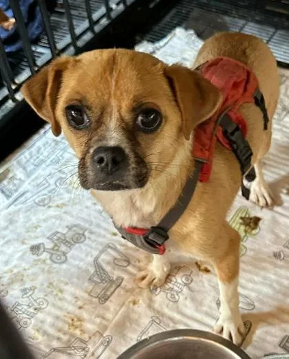 An adult small-sized male Chihuahua dog named Gizmo for adoption in Morton Grove, IL