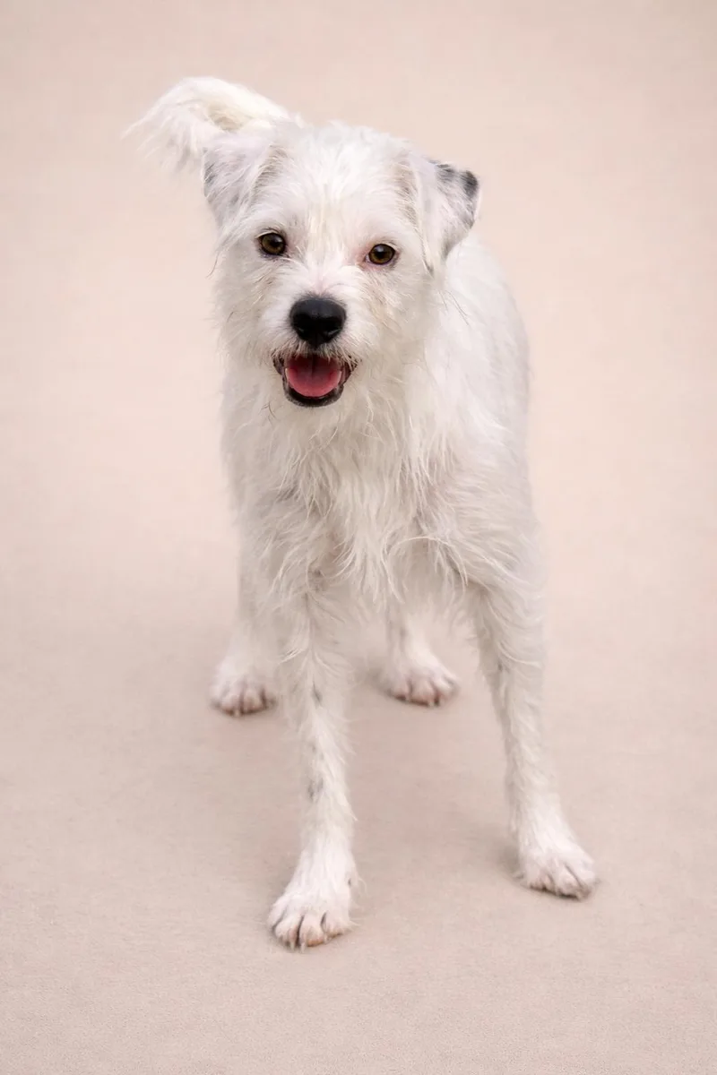 An adult small-sized female White / Cream Terrier dog named Suki for adoption in Hondo, TX