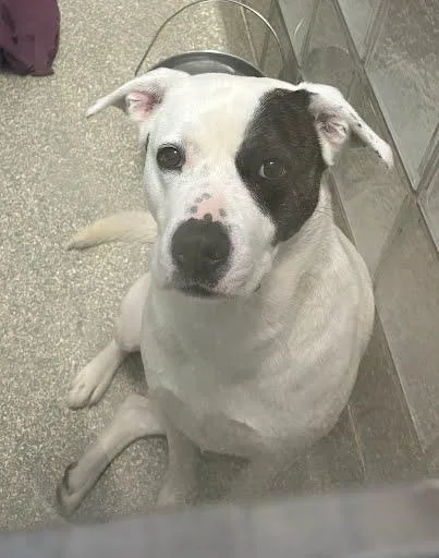 An adult large-sized male Terrier dog named Horton for adoption in Washington, DC