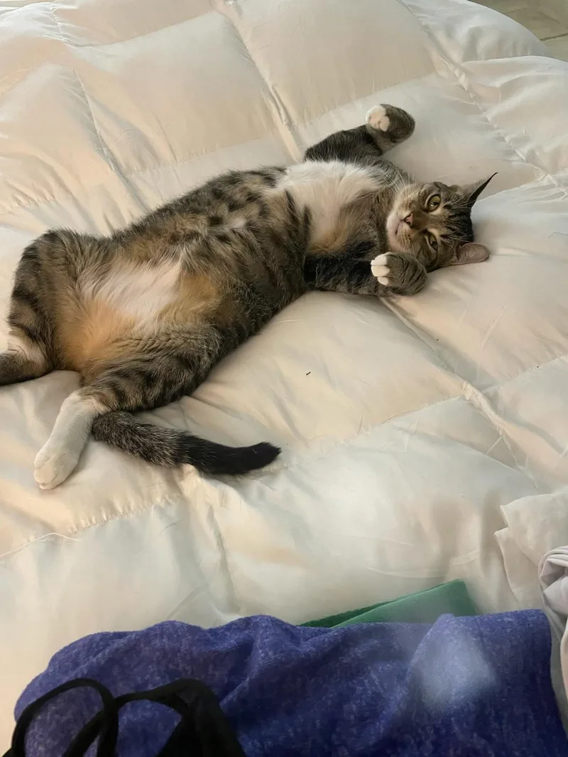 An adult medium-sized female Domestic Short Hair cat named Zz Lucky for adoption in West Palm Beach, FL