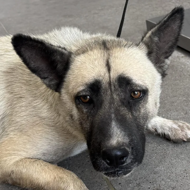 An adult medium-sized female Brown / Chocolate Mixed Breed dog named Leia for adoption in Las Cruces, NM