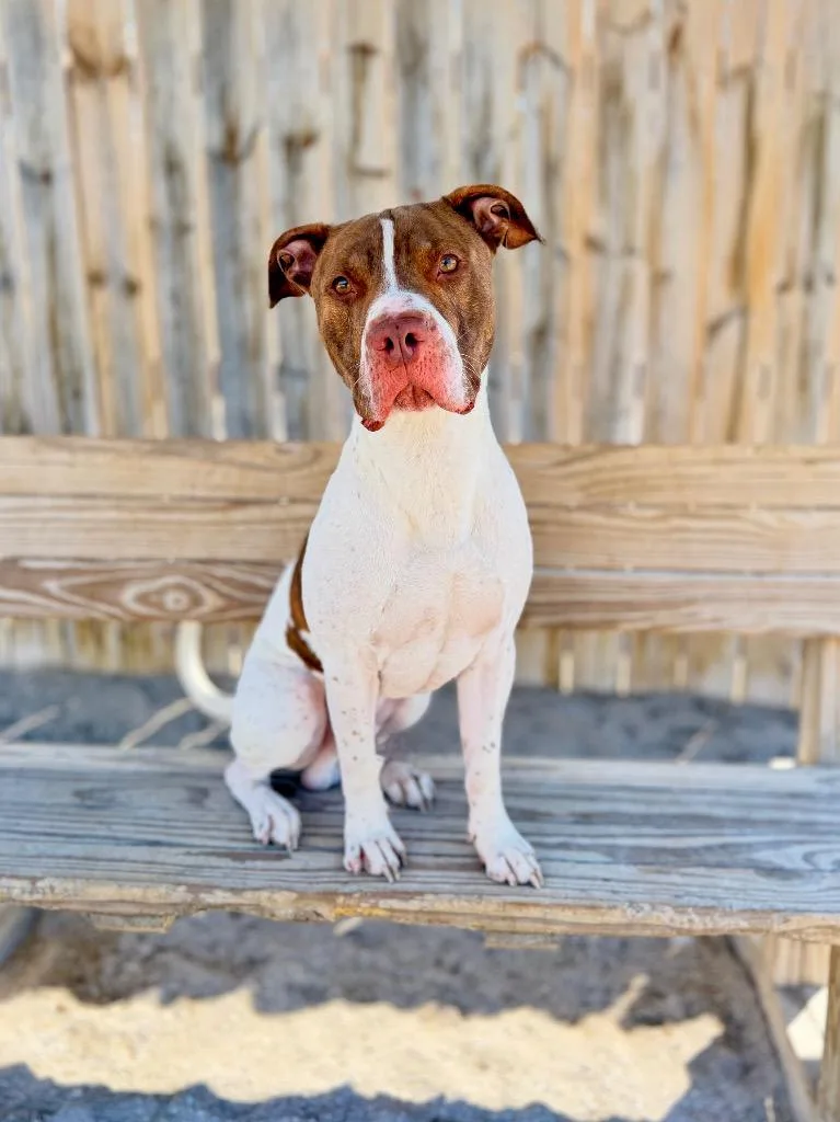 An adult medium-sized male Mixed Breed dog named Noah for adoption in Muskegon, MI