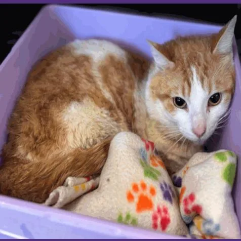 A young medium-sized male Orange / Red Domestic Short Hair cat named Gavin Houston for adoption in Denver, CO