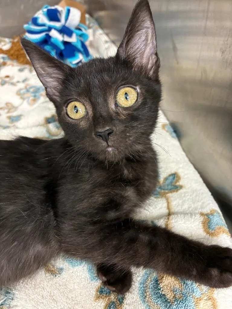 A baby small-sized female Domestic Short Hair cat named Vampara for adoption in Hartsville, SC