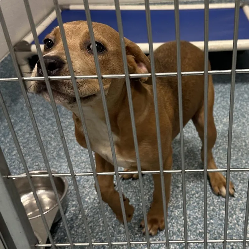 A young medium-sized female Brown / Chocolate Pit Bull Terrier dog named Gracie for adoption in Greensboro, NC