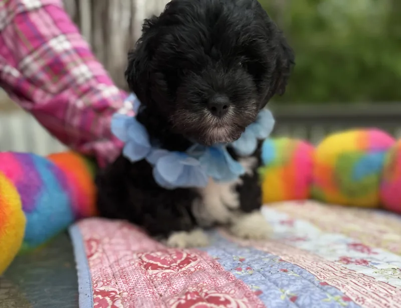 A baby small-sized male Black Yorkie Poo dog named Nibbles for adoption in White Lake, MI