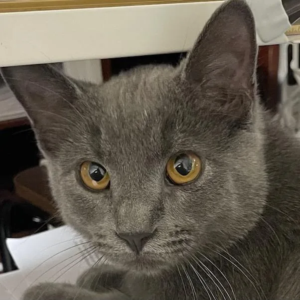 A young medium-sized male Gray / Blue / Silver Domestic Medium Hair cat named Hank for adoption in Waco, TX