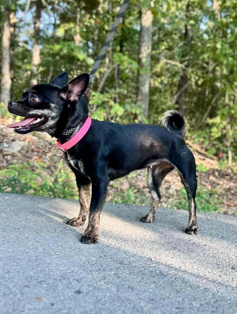 A young small-sized female Chihuahua dog named Gildie for adoption in Waverly, TN