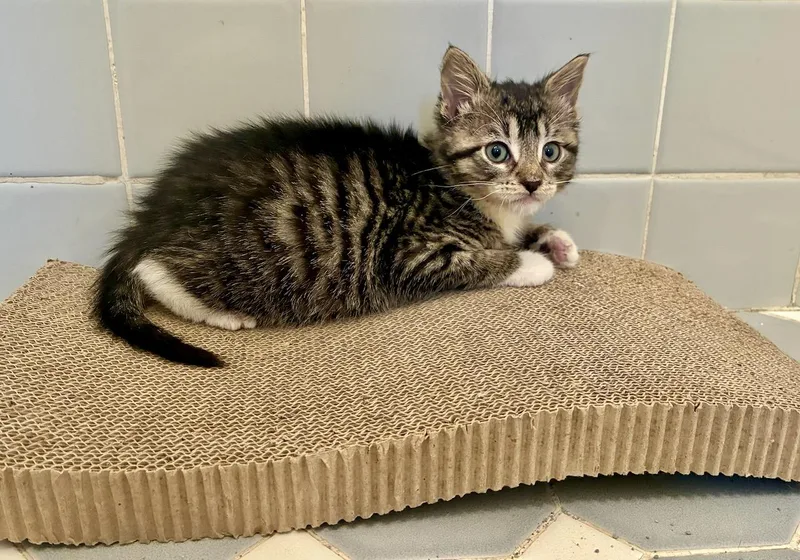A baby medium-sized male Tabby (Gray / Blue / Silver) Tabby cat named Emil for adoption in River Edge, NJ