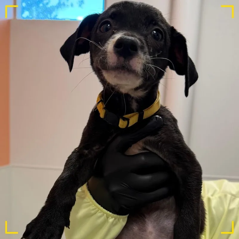A baby medium-sized female Mixed Breed dog named Cinnabon Delight for adoption in Austin, TX