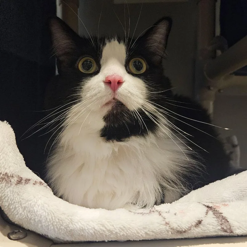 An adult extra large-sized female Black Domestic Short Hair cat named KitKat for adoption in Austin, TX