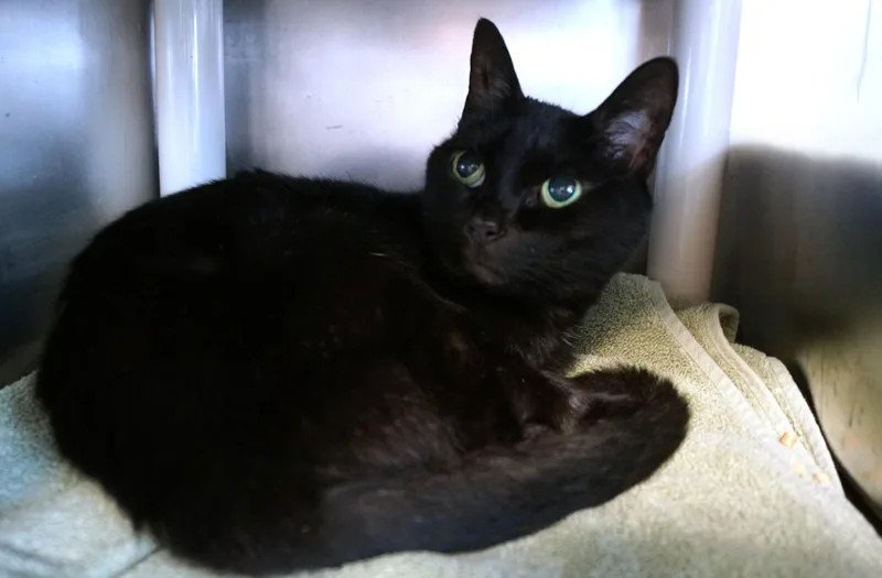 An adult large-sized female Black Domestic Short Hair cat named Ollie for adoption in New Milford, CT