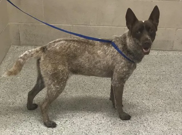 A baby medium-sized female Australian Cattle Dog / Blue Heeler dog named A for adoption in Conroe, TX
