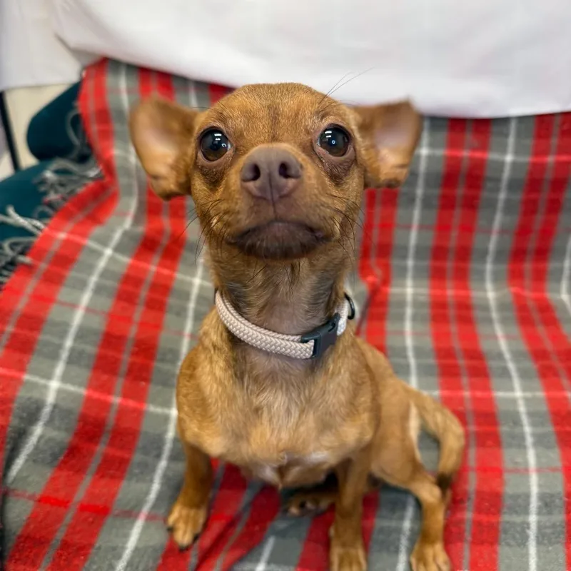 An adult small-sized female Brown / Chocolate Chihuahua dog named Tina for adoption in Houston, TX