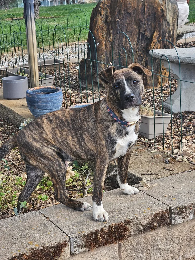 A young medium-sized male Brindle Pit Bull Terrier dog named Bennie for adoption in Sonora, CA