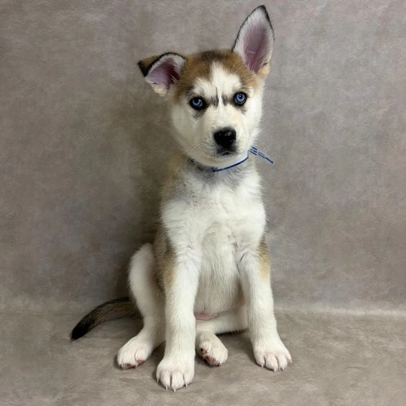 A baby small-sized female Husky dog named Regina for adoption in Parker, CO