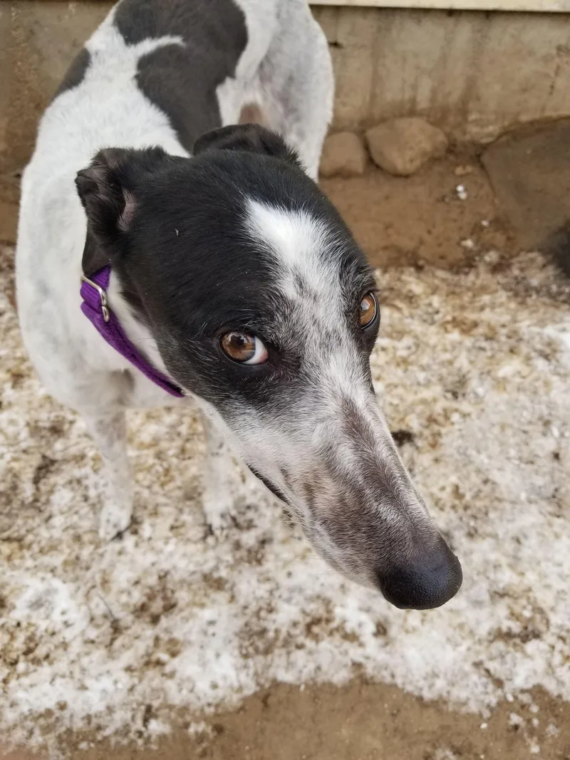 A senior large-sized female Greyhound dog named Amanda for adoption in Amherst, MA