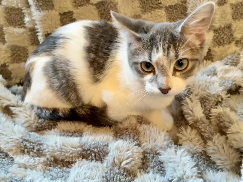 A baby small-sized female Gray & White Domestic Short Hair cat named Candy for adoption in Forest Lake, MN