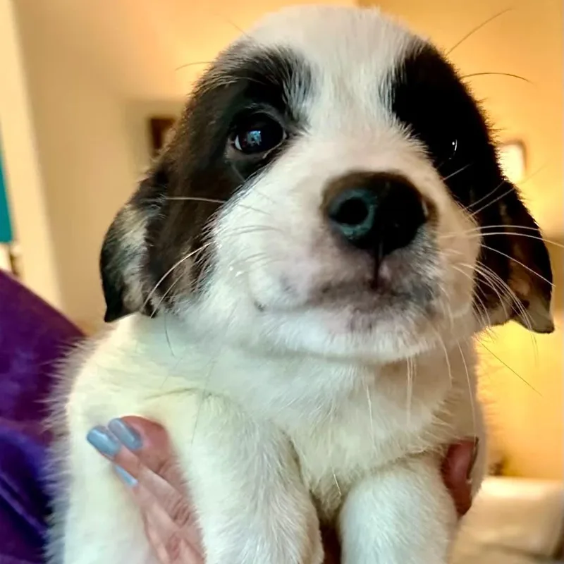 A baby medium-sized female Tricolor (Brown, Black, & White) Spaniel dog named Bucca for adoption in Chatham, NJ