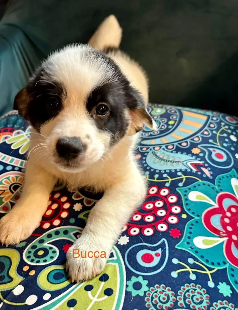 Bucca thumbnail 3