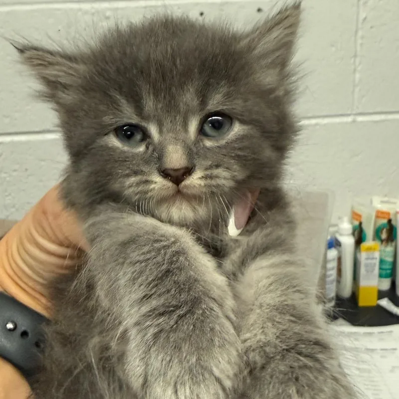 A baby small-sized female Gray / Blue / Silver Domestic Medium Hair cat named Lint for adoption in Evensville, TN