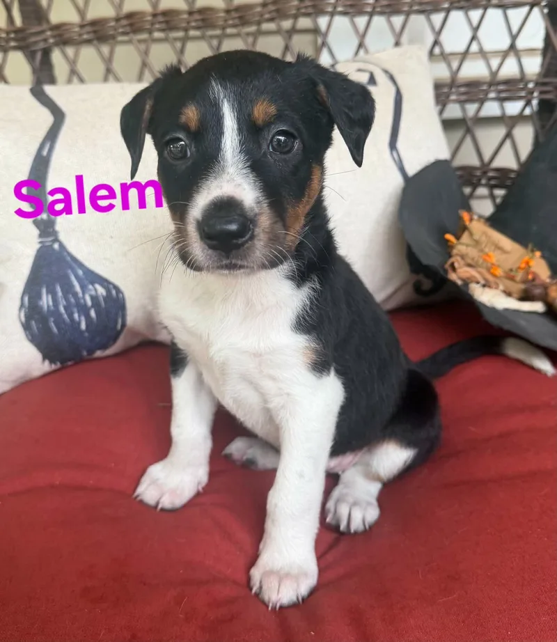 A baby medium-sized female Brown / Chocolate American Staffordshire Terrier dog named Salem for adoption in Blairstown, NJ
