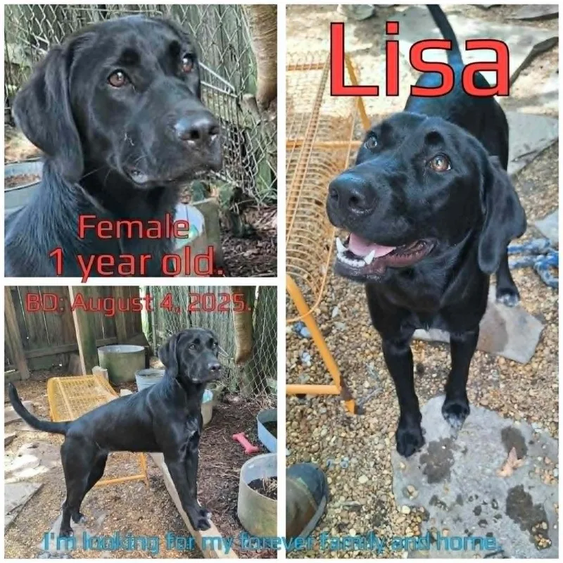Lisa thumbnail 2