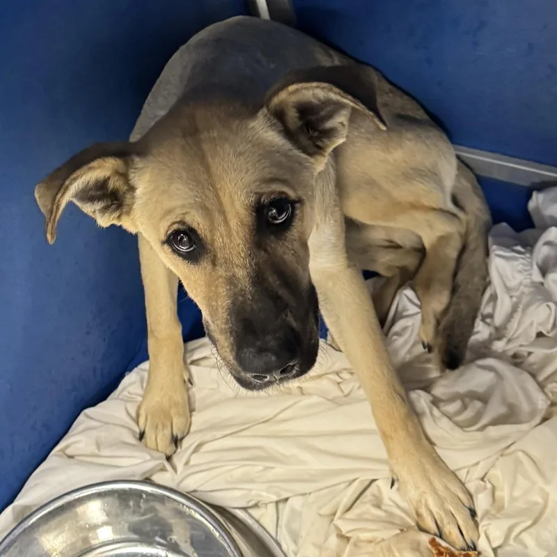 A young medium-sized male Mixed Breed dog named 111213 for adoption in Las Cruces, NM