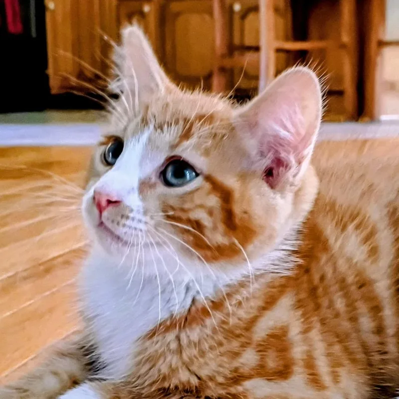A baby small-sized male Orange / Red Domestic Medium Hair cat named CheezIt for adoption in Kennebunk, ME