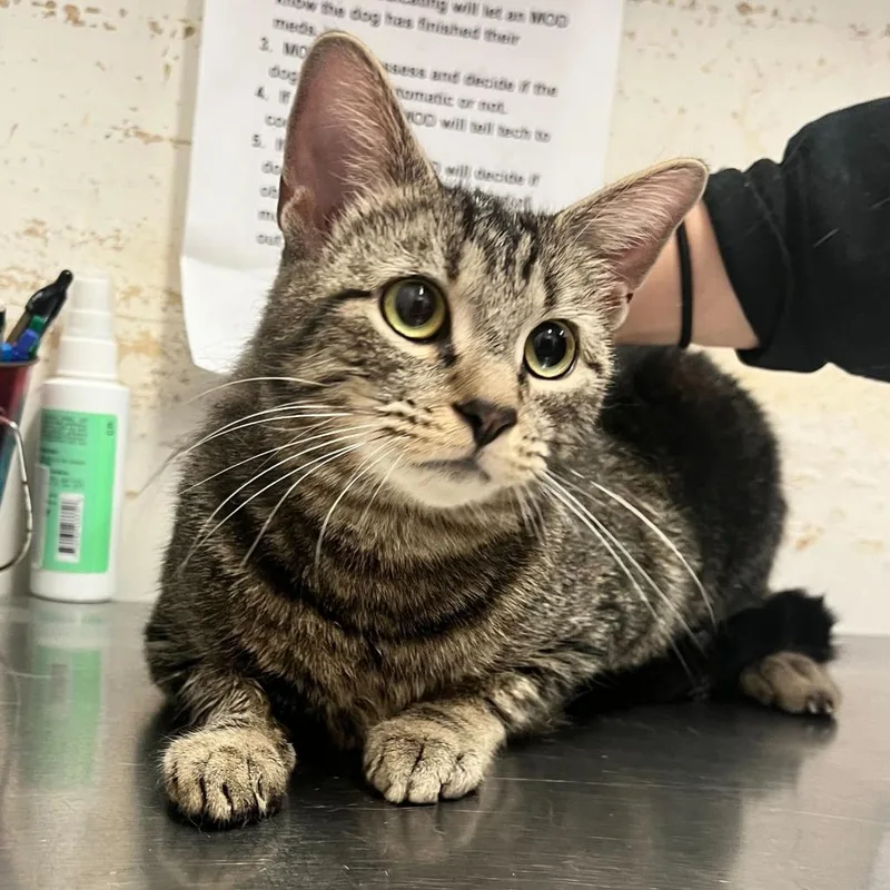 An adult medium-sized female Brown / Chocolate Domestic Short Hair cat named Katia for adoption in Deerfield, IL