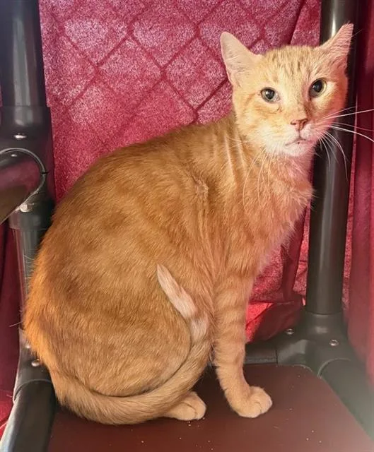 A young large-sized male Domestic Short Hair cat named 3-9 for adoption in San Antonio, TX