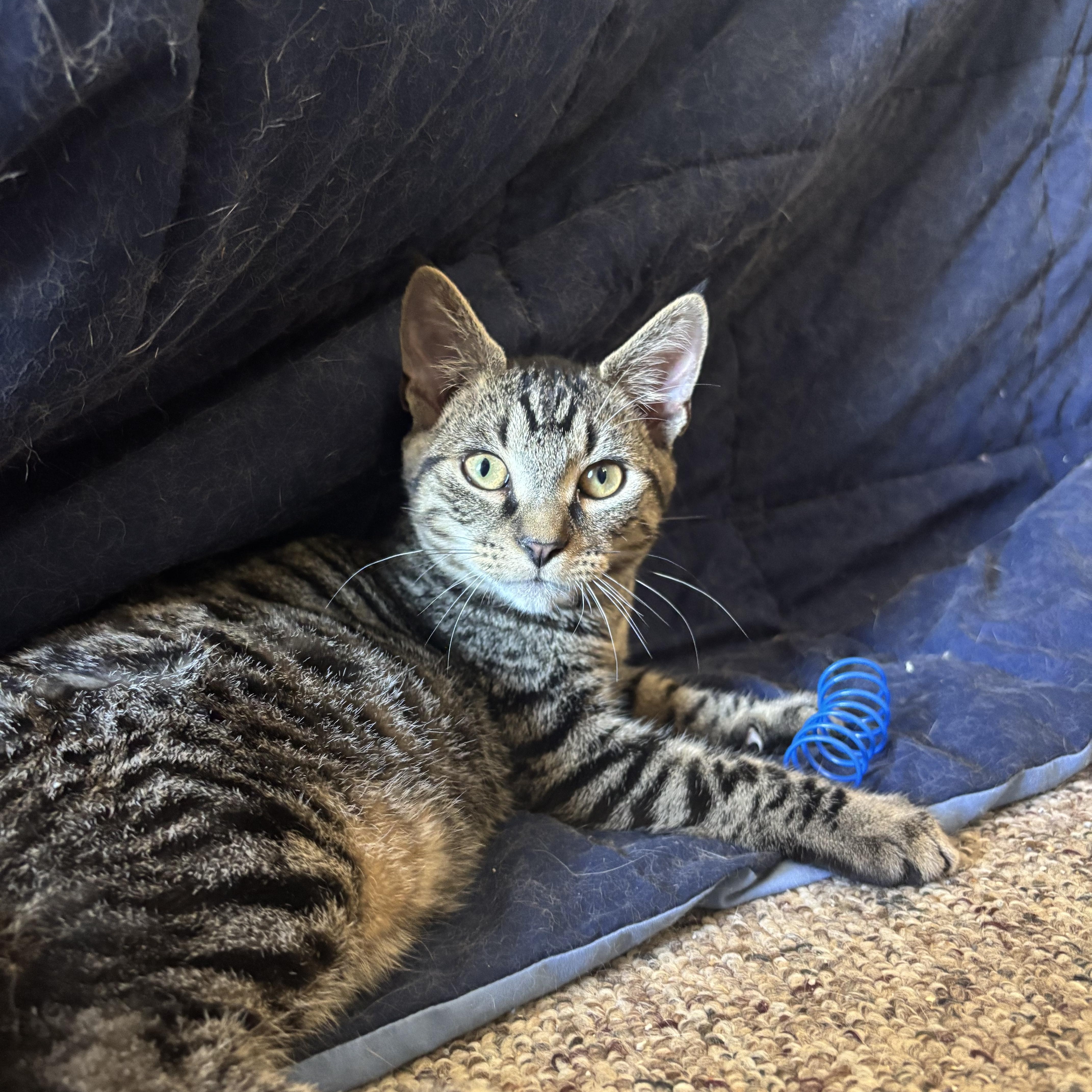 A baby small-sized male Domestic Short Hair cat named Cosmo for adoption in Camp Hill, PA