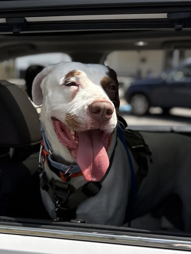 An adult extra large-sized male Mixed Breed dog named Frankie Mack for adoption in Chelmsford, MA