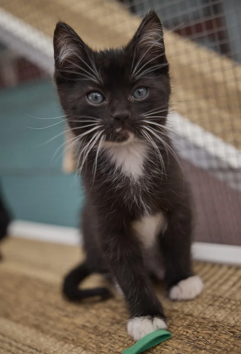 A baby medium-sized male Domestic Short Hair cat named Orbit for adoption in Santa Barbara, CA