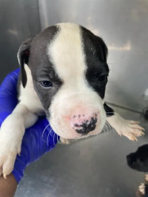 A baby large-sized female Pit Bull Terrier dog named Sydney for adoption in Dallas, TX