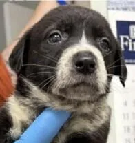 A baby small-sized male Australian Cattle Dog / Blue Heeler dog named Tucker Breeze for adoption in Waunakee, WI
