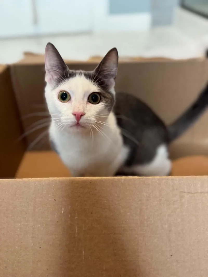 A baby medium-sized male Gray & White Domestic Short Hair cat named Cy AND Peaches for adoption in Gonic, NH
