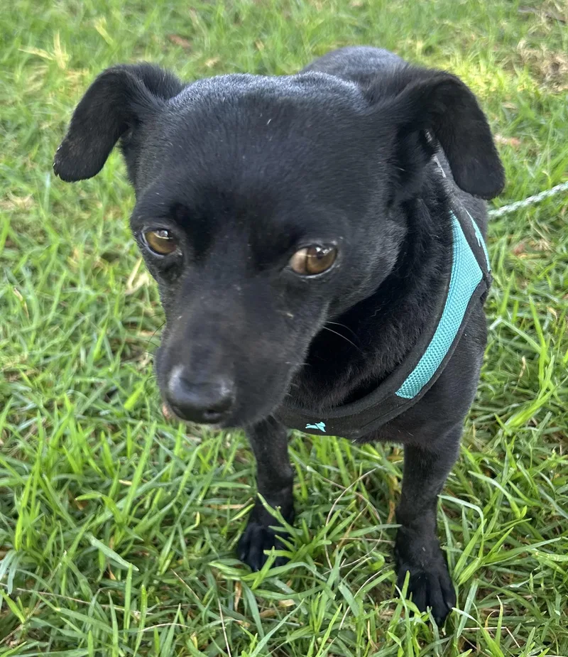 A young small-sized male Black Chiweenie dog named Alex for adoption in Bell Gardens, CA