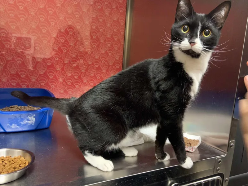 An adult medium-sized female Black & White / Tuxedo Domestic Short Hair cat named Twiggy for adoption in Worcester, MA