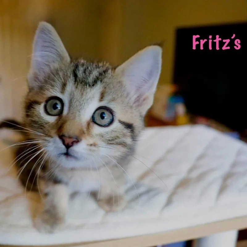 A baby small-sized female Torbie Domestic Short Hair cat named Fritz's Railroad Restaurant for adoption in FAIRWAY, KS